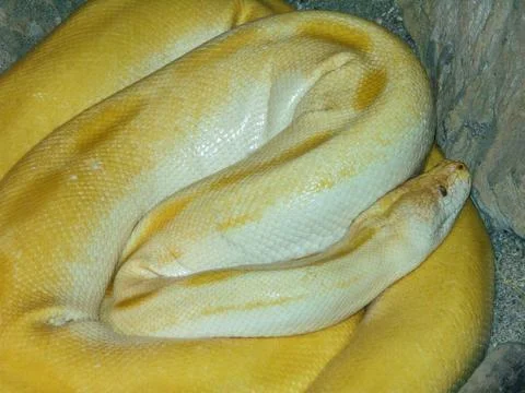 Yellow snake. Closeup view. Macro Fotos de archivo