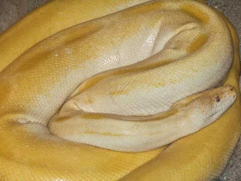 Yellow snake. Closeup view. Macro Fotos de archivo