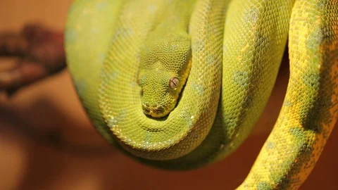 Yellow snake curled upside down Video stock 102289231