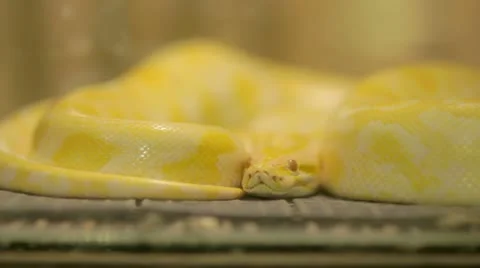 Yellow snake Stock-Footage 12175251