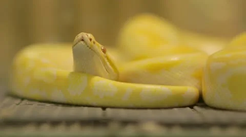 Yellow snake Stock Footage 12177068