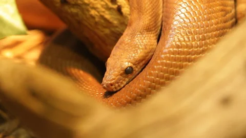 Yellow snake Stock Footage 129833683