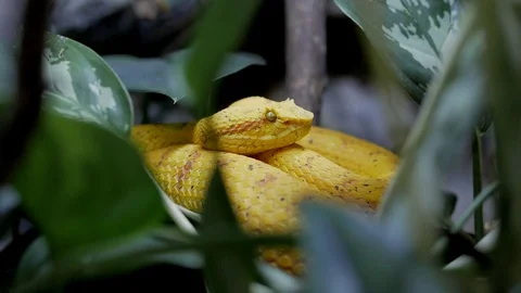 Yellow snake in the jungle Video stock 74875144