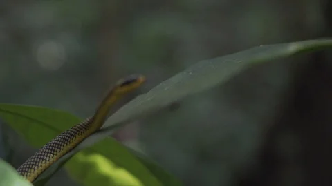 Yellow snake leaf 3 스톡 동영상 128574718
