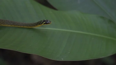 Yellow snake leaf 스톡 동영상 128574726