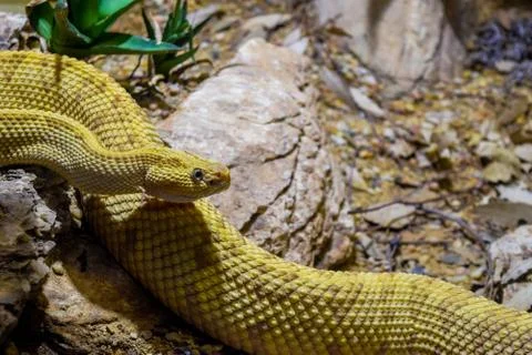 Yellow Snake Stock Photos