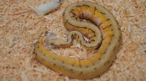 Yellow Snake scared by a mouse Stockbeeldmateriaal 61795705