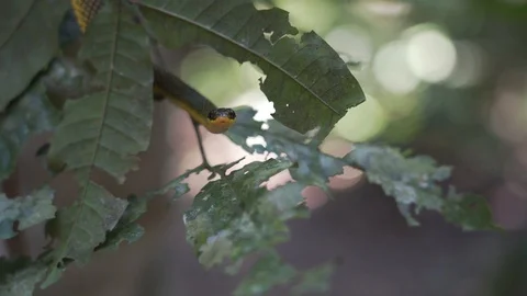 Yellow snake stares 스톡 동영상 128574725