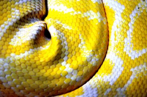 Yellow snakeskin 写真素材
