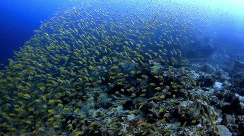 Yellow snapper fish Vidéo 39981821