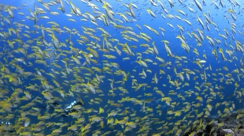 Yellow snapper fish Vidéo 39981863