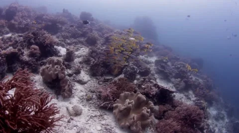 Yellow snapper fish Vidéo 39985400