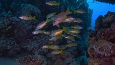 Yellow snapper fish school swim together at coral reef Stock Footage 340476174