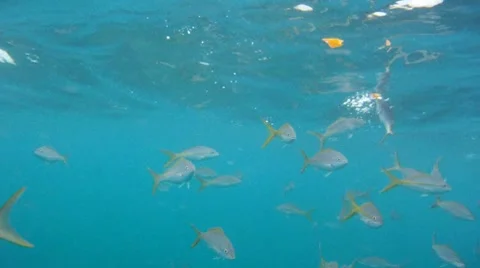 Yellow Snapper Stock Footage 7905262