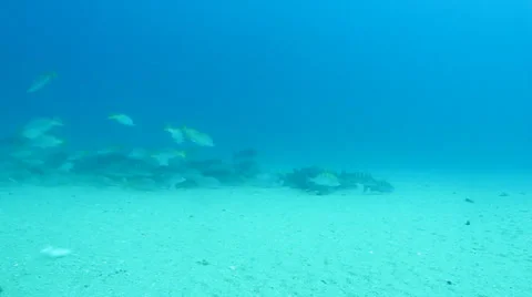 Yellow Snapper Stock Footage 24266074