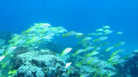 Yellow Snapper Stock Footage 24267904