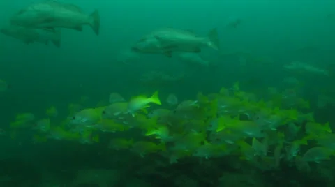 Yellow Snapper Stock Footage 24281054