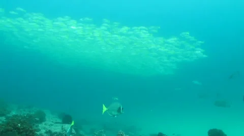 Yellow Snapper Stock Footage 24281759