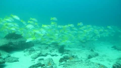 Yellow Snapper Stock Footage 24282000