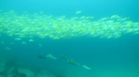 Yellow Snapper Stock Footage 24282031