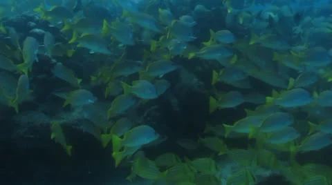 Yellow Snapper Stock Footage 24347728