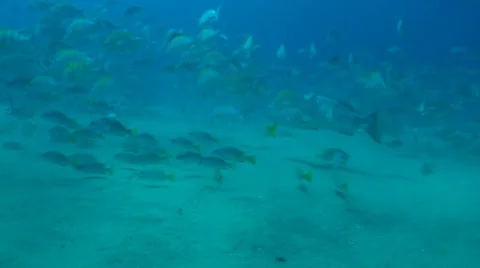 Yellow Snapper Stock Footage 24366649