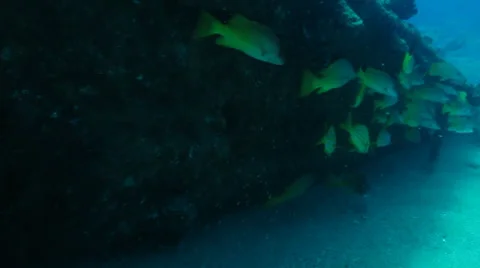 Yellow Snapper Stock Footage 24367054