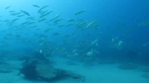 Yellow Snapper Stock Footage 24370385