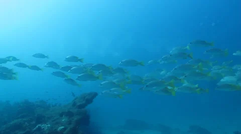 Yellow Snapper Stock Footage 24372054