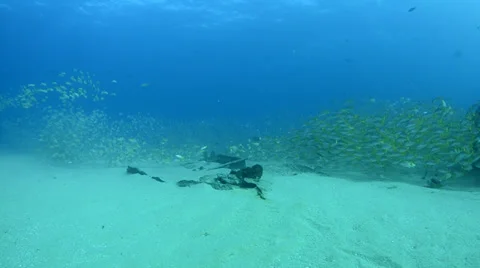 Yellow Snapper Видео 33862817