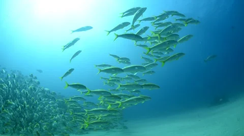 Yellow Snapper Видео 33865983
