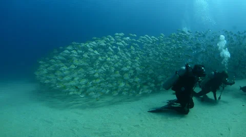 Yellow Snapper Stock Footage 33866147