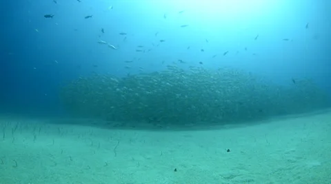 Yellow Snapper Stock Footage 33866363