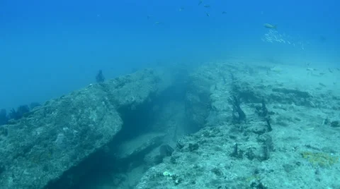 Yellow Snapper Stock Footage 33880108