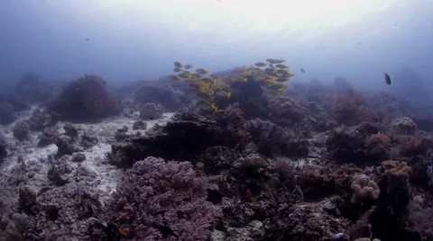 Yellow snapper Vidéo 39985397