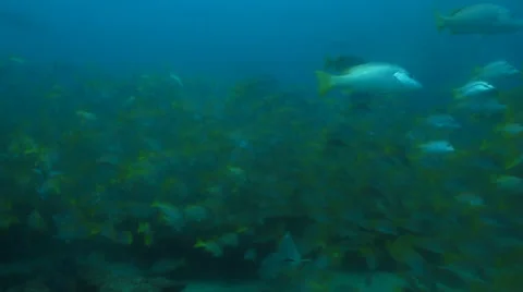 Yellow snapper (Lutjanus argentiventris) Stock Footage 24308342