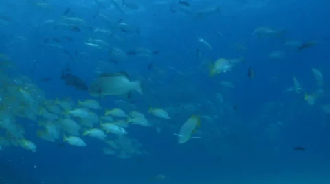 Yellow snapper (Lutjanus argentiventris) Stock Footage 24389840