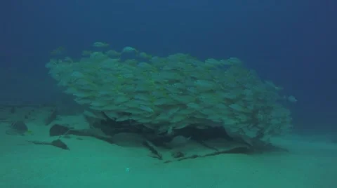Yellow snapper (Lutjanus argentiventris) Stockbeeldmateriaal 59084402