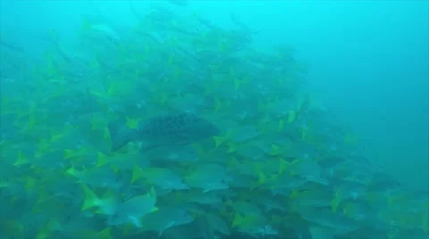 Yellow snapper (Lutjanus argentiventris) Stock Footage 59088863