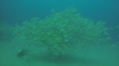 Yellow snapper (Lutjanus argentiventris) Stock Footage 59107188