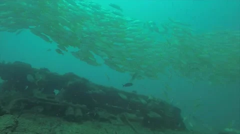 Yellow snapper (Lutjanus argentiventris) 库存影片 59135584