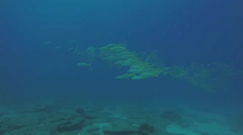 Yellow snapper (Lutjanus argentiventris) Stock Footage 59173500