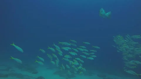 Yellow snapper (Lutjanus argentiventris) Stock Footage 59173861