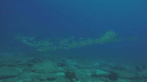 Yellow snapper (Lutjanus argentiventris) Stock Footage 59176382