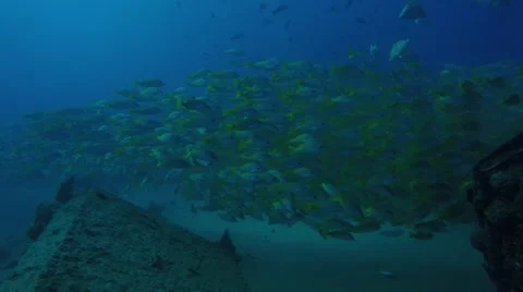 Yellow snapper (Lutjanus argentiventris) Stock Footage 59291428