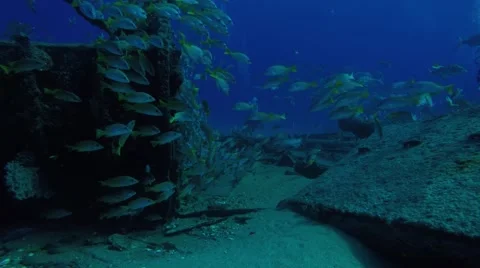 Yellow snapper (Lutjanus argentiventris) Stock Footage 59306047