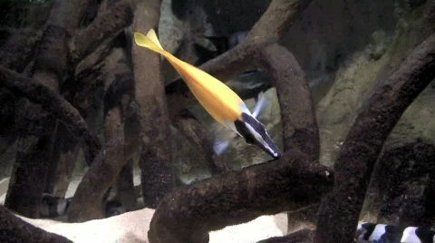 Yellow snappers and corals two, close-up Stock Footage 65119
