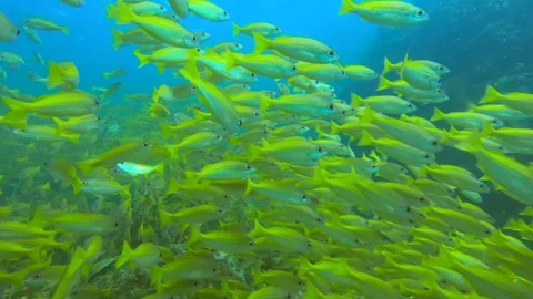Yellow Snappers Stock Footage 138866076