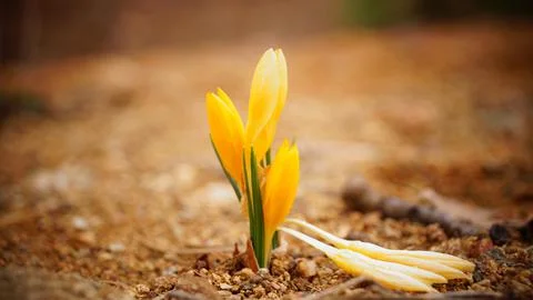 Yellow snowdrop  Foto stock
