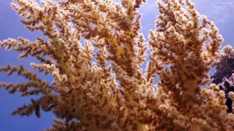 Yellow soft coral Stock Footage 82883568